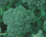 500 Calabrese Green Sprouting Broccoli Seeds Fast Shipping - $8.99