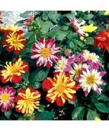 30 Harlequin Mix Bi-Color Dahlia Early Blooming Half Hardy Annual Flower... - $13.65