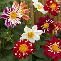 New Fresh USA Seller Dahlia Dandy Mix 25 Seeds - $6.98