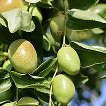 Jojoba Simmondsia Chinensis Fruit Nut Oil Evergreen Shrub 5 Seeds Fresh Garden U - $23.44