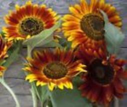 Sunflower Seeds - Vibrant Heirloom Blooms,Autumn Beauty 15 Seeds - £9.54 GBP