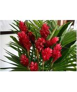 Red Hawaiian Ginger Alpinia Purpurata Roots and Plants Kanoa Hawaii (1 P... - £18.77 GBP