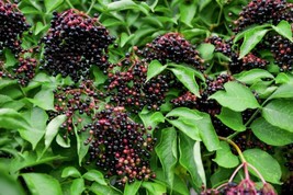 Sell Store Organic American Elderberry Seeds 20 Count~ Beautiful Shrub~ Healing  - $8.87