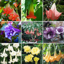 BELLFARM Datura Plants Herbs Flower Seeds Mixed 9 Colors Datura Trumpet Flowers, - £3.97 GBP