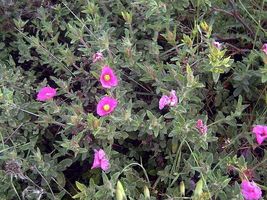 Item image 14
