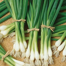 Evergreen Long White Bunching Onion 100 Seeds Easy To Grow - £6.55 GBP