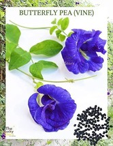 100 seeds butterfly pea flower - hoa dau biec blue vine seeds... - £15.23 GBP