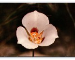 Sego Lily Utah State Flower UT UNP Chrome Postcard P28 - $2.92
