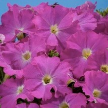 HGBO 40 Seeds Aladdin Neon Petunia Grandiflora Flower Seeds Annual From US - $8.35