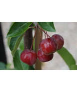 RD 25+ Malus hupehensis Crabapple Seeds for Garden Planting  - €4,38 EUR