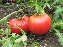 Tomato Seeds Mexico Big Tomato 50 Seeds Seedgarden Beautiful USA Seller - £19.86 GBP