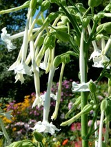 Nicotina Sylvestris Flowering Tobacco - $3.95