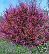 Cercis Occidentalis Western Redbud Tree Seeds Fresh Seeds Fast Shipping - £13.08 GBP