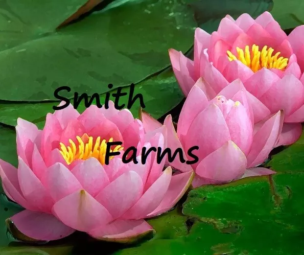 3 Seeds Pink Lotus Flowers Kamal Nelumbo Nucifera Gaertner Water Lily Gardening  - £10.53 GBP