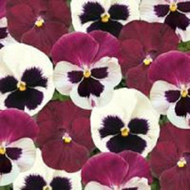 50 Pansy Seeds Matrix Raspberry Sundae Mix Seeds Garden USA - £8.22 GBP