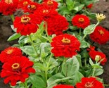 300 Seeds Red Zinnia Flower Seeds Summer Flowering Annual Cherry Cut Flo... - $8.99