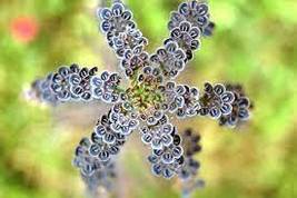 FROM US 200 Seeds Kalanchoe tubiflora (Mother Of Millions) Drought Toler... - £27.88 GBP