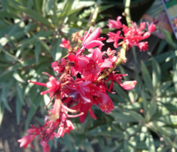10 Pc Seeds Hesperaloe parvifolia Plant, Red Yucca Seeds for Planting | RK - $18.90