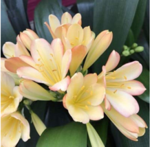 USA SELLER 1Pcs Medium Flower Real Bowl Clivia Pots Garden Blooming Plants Happy - £8.85 GBP