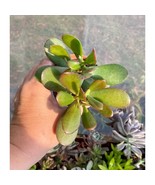 Jade Plant or Crassula Ovata 3 Inch Pot Live Plant - £6.22 GBP