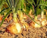 Onion Seeds 200+ Texas Early Grano Vegetable Heirloom - $4.49