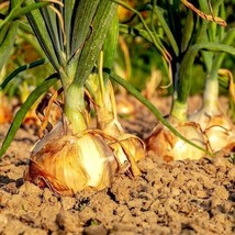 Onion Seeds 200+ Texas Early Grano Vegetable Heirloom - £3.55 GBP