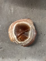 Lake Superior Agate 1oz Basin Banded Peeled Layered Minnesota Wisconsin ... - $487.09 MXN
