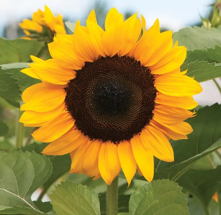 50 Helianthus Seeds Sunflower Procut Orange Excel Cut Flower Seeds - £12.54 GBP