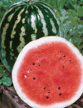Watermelon Crimson Sweet Organicen Pollinated Free Ship - £7.90 GBP