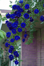 50 Pcs Blue Climbing Rose Seeds From Garden - £3.98 GBP