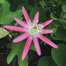 15 seeds Passion Flower ?Kew Gardens  house plant  garden flowers From us - $10.25