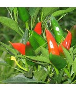 100 Mirasol Chile Pepper, New Mexico, Numex, Peruvian Cuisine Vegetable ... - $18.99