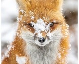 31.5&quot; X 44&quot; Panel Fox Call of the Wild Winter Cotton Fabric Panel D374.87 - $13.96