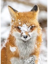31.5&quot; X 44&quot; Panel Fox Call of the Wild Winter Cotton Fabric Panel D374.87 - £10.96 GBP