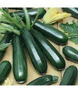 MX Premium Black Beauty Zucchini Seeds Fresh Organic Most Popular Ever B... - $185.09 MXN