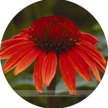 SL Heirloom Red Ruby Echinacea Perennial Coneflower Seeds, Professional Pack, 20 - £4.39 GBP