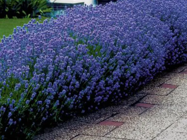 Lavender English Seeds Furfumes Air Eners Dried Arrangements 50 C Fresh Garden - $7.58