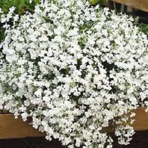 50 Lobelia Regatta White Flower Annual Fresh Seeds for Planting - £13.98 GBP
