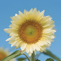 40 Sunflower Seeds - Procut White Lite Golden Flower Of Peru Big Showy Petals Ts - £4.78 GBP