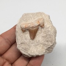 83.7g,2.3&quot;X2&quot;x1.3&quot;Otodus Fossil Shark Tooth Mounted on Matrix @Morocco,MF1962 - £4.08 GBP