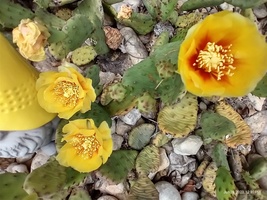 Winter hardy Prickly Prickley Pear Cacti 10 pad yellow flowers cactus - £12.57 GBP