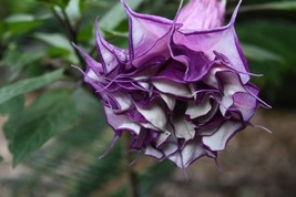 10 SEEDS - Purple Angels Trumpet-  Stunning  Blossoms- Tropical Ornamental  - $4.99