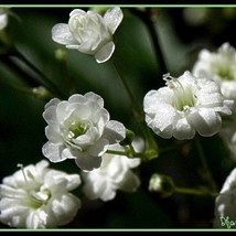 New Fresh Seeds Gypsophilia Babys Breath White Seed - £7.05 GBP