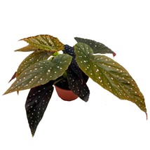 Harmony Foliage Harmony&#39;s Black Magic Angel Wing Cane Begonia 4 inch - $37.18