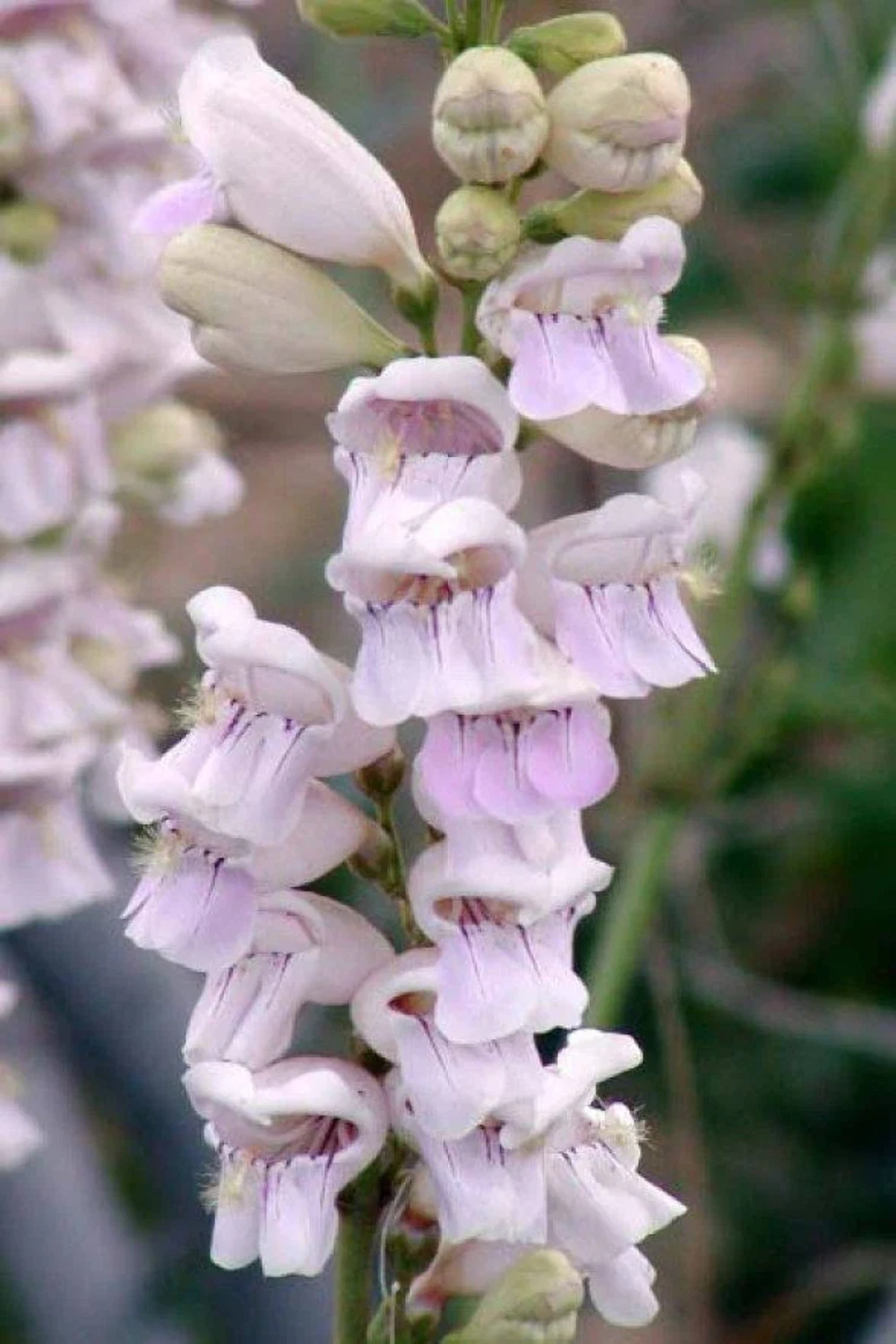 500 PALE BEARDTONGUE Penstemon Pallidus Flower Seeds - $10.11