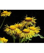 Elecampane Seeds - $12.50