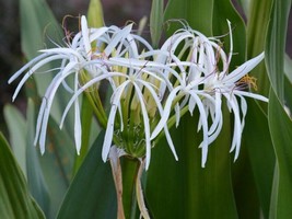 Set of 10 White Spider Crinum Lily Amoenum  Bulk Bundle Lot Rooted Starter Plant - £42.83 GBP