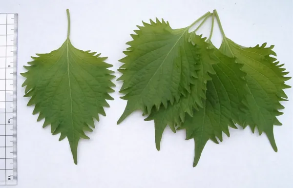 300 Green Shiso Aka Perilla Frutescens Ornamental Herb Seeds Green &amp; Purple Fres - £7.19 GBP