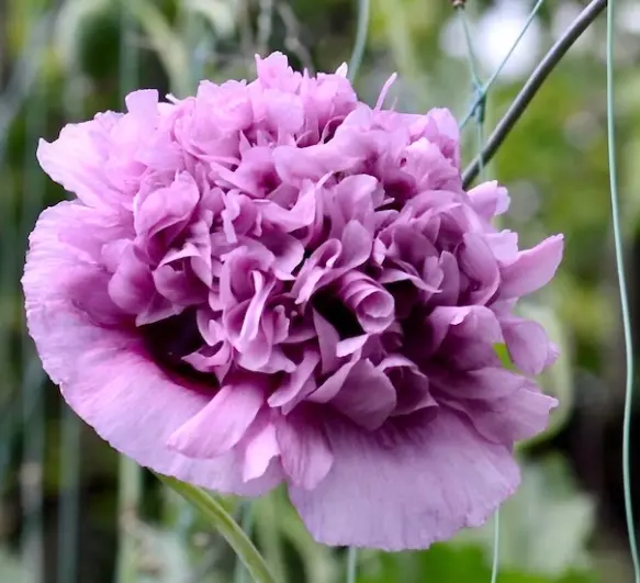 500 Seeds Poppy PURPLE FRILLY Breadseed Large Pods Reseeds Pollinators Organic - £11.79 GBP