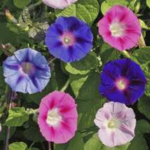 25 Mixed Colors Morning Glory Seeds Flowers Garden Planting - £10.99 GBP